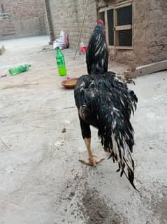 high quality murgha 03187492393