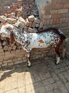 bakra for sale