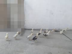 Aseel chuzy for sale. Whatsapp number 03099237473