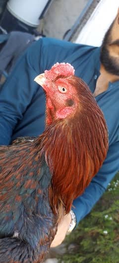Breeder