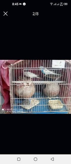 pinjra 8 eggs aik jora munasib rate