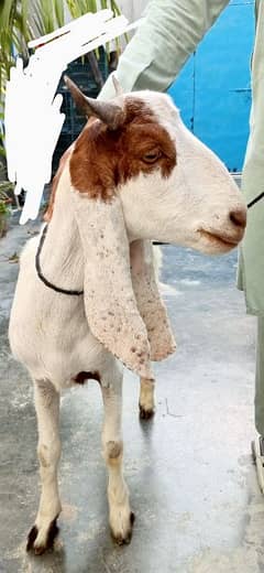Bakra for Sale