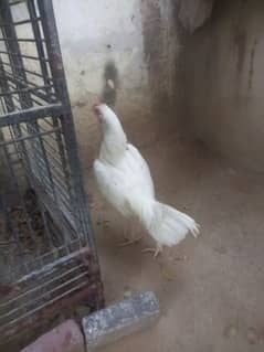aseel Hera muga