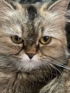 Calico persian cat female cat for sale