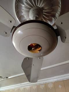 celing Fan For sale