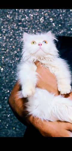 Odd Eyes - Female Cat - Tripple Coted