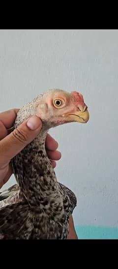 parrot beak original quality murgha hen parat bek urgant sale
