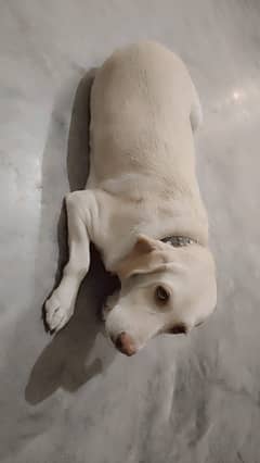 Labrador