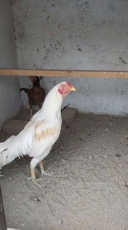 white lakha 0