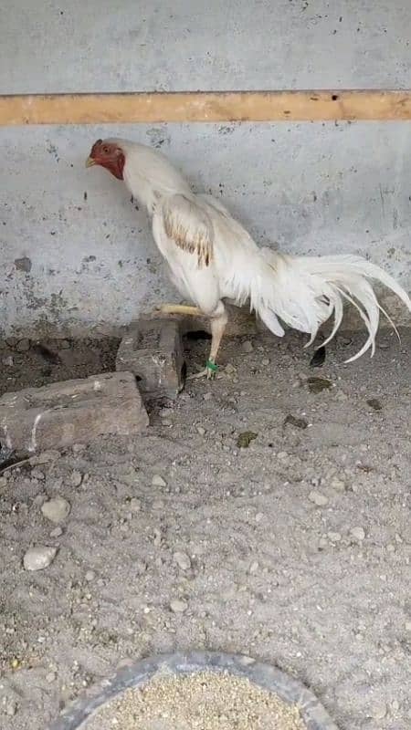 white lakha 1