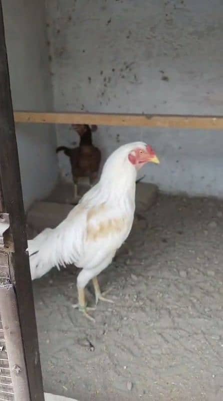 white lakha 2