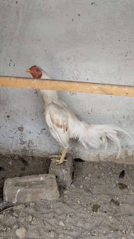 white lakha 3