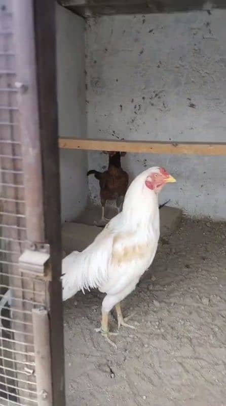 white lakha 4