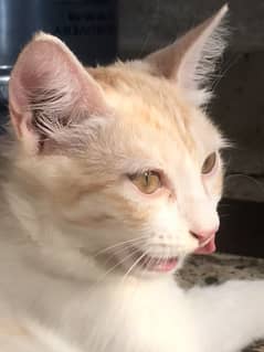 Kittens for free adoption
