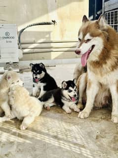 Siberian Husky Pups 40 days (Wooly Coat) Good Quality