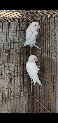 albino red eye pair white shining