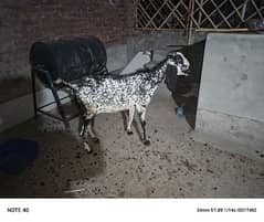 2 Female For Sale