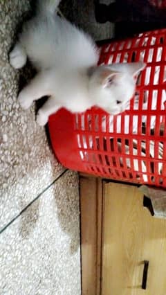 Persian kitten | Triple coat Kitten | Siamese | Blue Eyes | white| Cat