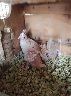 cocktail pair with 3chicks