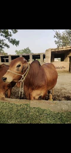 Qurbani