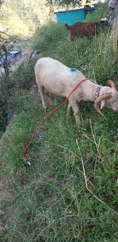 Lamb Ajk For Sale 0336.74. 00.554
