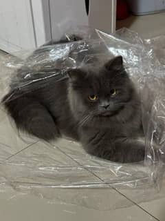 Persian cat doll face