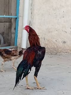Mianwali Aseel breeder and chicks
