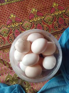 quality fresh fertilize eggs for sell location Peshawar dalazak road.