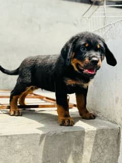 Rottweiler male CHAMPION PARENTS