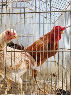 Heera Aseel Hen and Aseel rooster pair