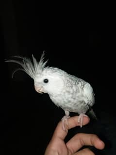 HAND TAME COCKATIEL PAIR