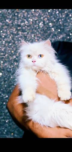 Odd Eyes Persian Cat - Tripple Coted