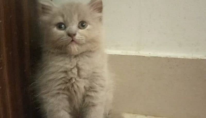 BLUE EYES BRITISH SHORTHAIR KITTENS,NO EYEMUCK,DELIVERY AVAILABLE 0