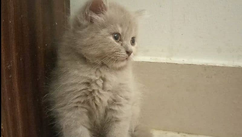 BLUE EYES BRITISH SHORTHAIR KITTENS,NO EYEMUCK,DELIVERY AVAILABLE 1