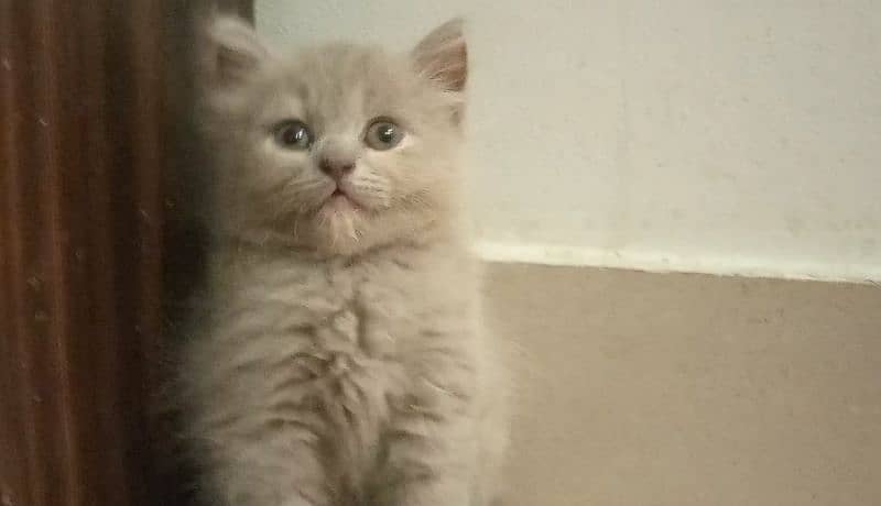 BLUE EYES BRITISH SHORTHAIR KITTENS,NO EYEMUCK,DELIVERY AVAILABLE 2
