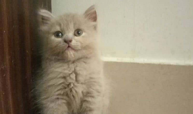 BLUE EYES BRITISH SHORTHAIR KITTENS,NO EYEMUCK,DELIVERY AVAILABLE 3