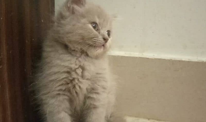 BLUE EYES BRITISH SHORTHAIR KITTENS,NO EYEMUCK,DELIVERY AVAILABLE 4
