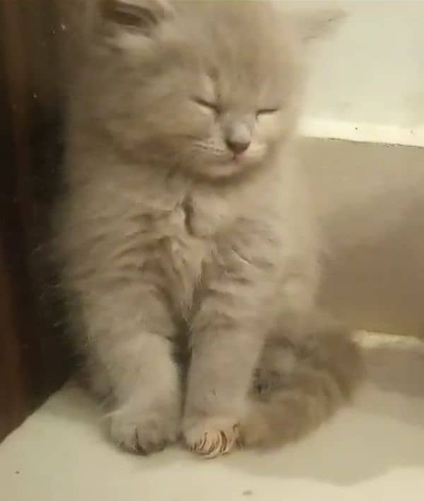 BLUE EYES BRITISH SHORTHAIR KITTENS,NO EYEMUCK,DELIVERY AVAILABLE 5