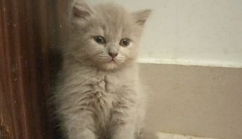 BLUE EYES BRITISH SHORTHAIR KITTENS,NO EYEMUCK,DELIVERY AVAILABLE 6