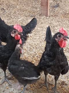Australorp males
