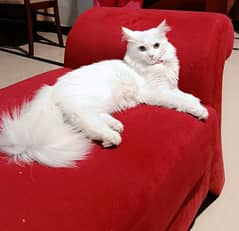 White Female Persian Cat