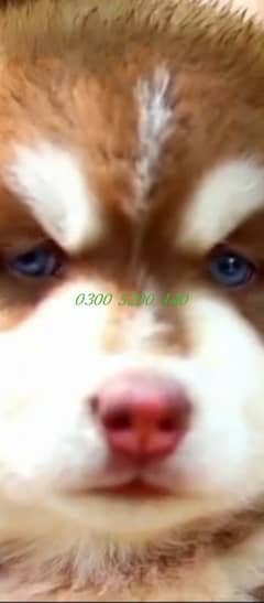 Siberian