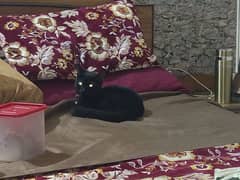 Black house cat for sale