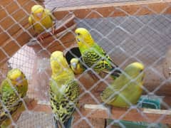 10 pcs Budgies Parrots with Wooden cage matki aur dana pani bartan
