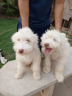 Purebred Russian Poodle Puppies for Sale – Cute, Healthy & Smart