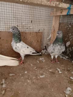 kabli  03092622601