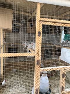 Silver Java Sparrows