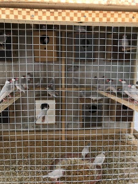 Silver Java Sparrows 1