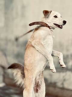 Kaghani dog