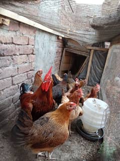 dasi han 25 piece (03087699446)